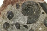 Plate of Devonian Ammonite & Cephalopod Fossils - Morocco #291031-1